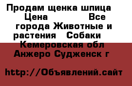 Продам щенка шпица.  › Цена ­ 15 000 - Все города Животные и растения » Собаки   . Кемеровская обл.,Анжеро-Судженск г.